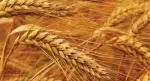 Brophy agri